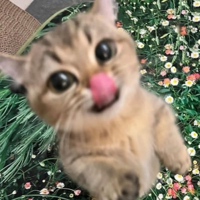 fawi